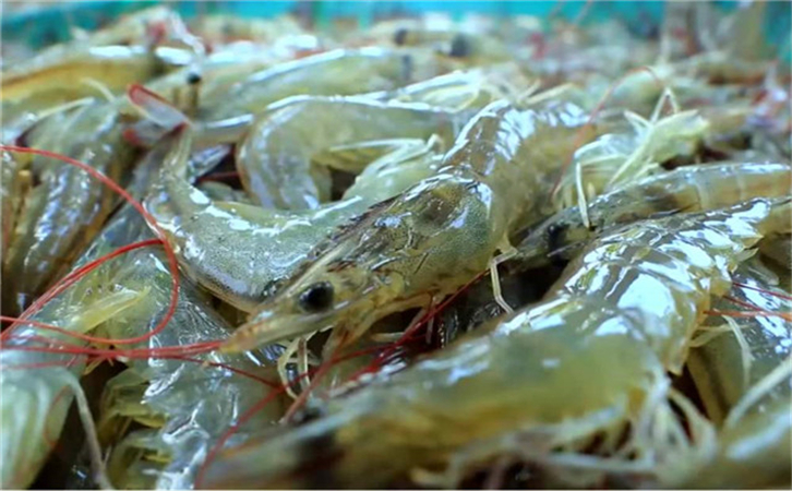 越南水產品進口報關代理公司 越南水產品進口報關