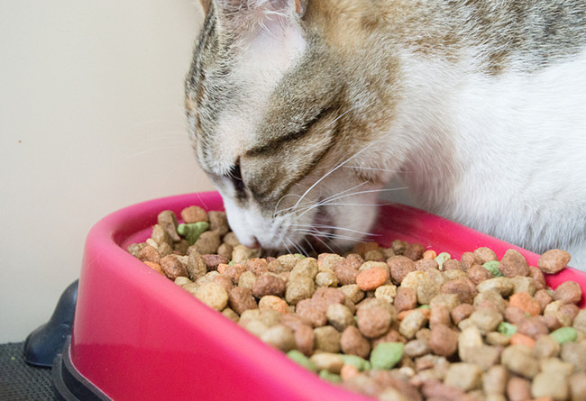 1595555011766283.jpg 寵物食品進(jìn)口報關(guān)行