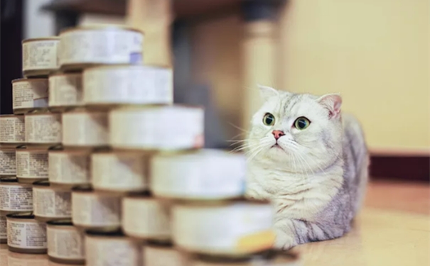 寵物食品罐頭進口報關一站式代理服務流程 寵物食品罐頭進口報關