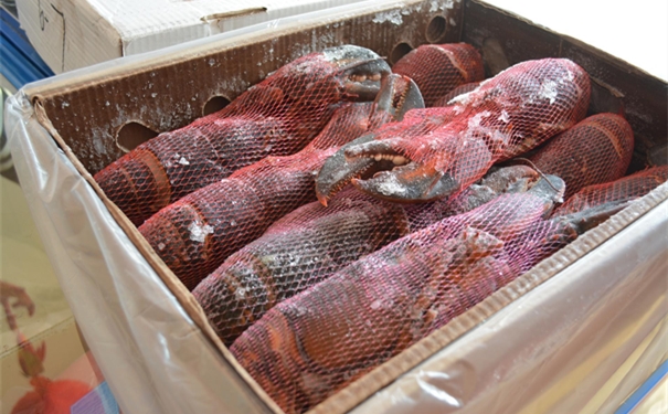 一站式波士頓龍蝦進口清關(guān)代理公司 波士頓龍蝦進口清關(guān)