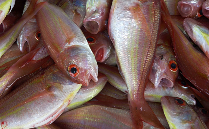 進口海鮮清關代理所需資|萬享進口清關代理公司 進口海鮮清關代理
