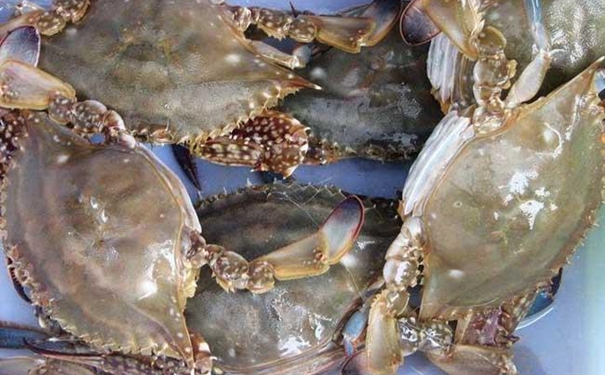 加拿大冷凍梭子蟹進口清關(guān) 加拿大冷凍梭子蟹進口清關(guān)的注意事項.jpg