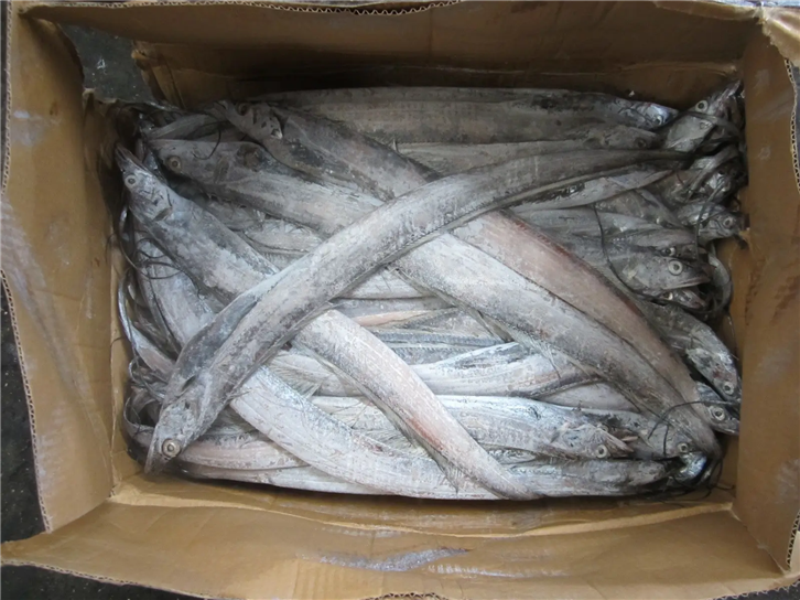 1651834634941958.png 冷凍帶魚清關(guān)公司 (2)_副本.png