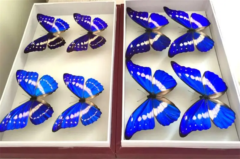 1665480439769097.png 蝴蝶標(biāo)本進(jìn)口報(bào)關(guān)代理.png