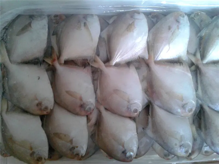 1670237182247313.png 冷凍白鯧魚進口報關.png