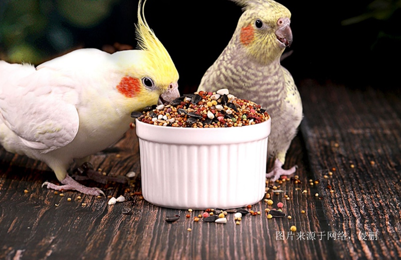 進口加拿大寵物糧食清關費用 進口加拿大寵物糧食清關費用